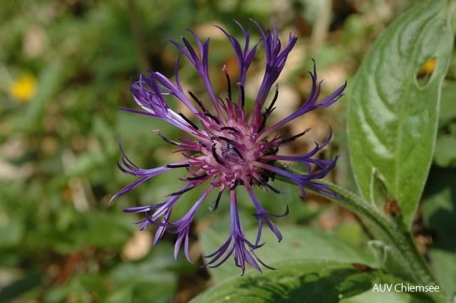 PfW-Berg-ml-Berg-Flockenblume-Centaurea-montana-milo-DSC_2996.JPG