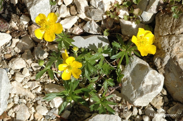 PfW-Berg-ml-Berg-Hahnenfu_Ranunculus-montanus-milo-DSC_2712.JPG