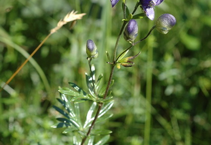 Blauer Eisenhut