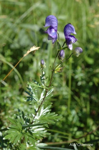 PfW-Berg-ml-Blauer-Eisenhut-Aconitum-napellus-milo-DSC_7234.JPG