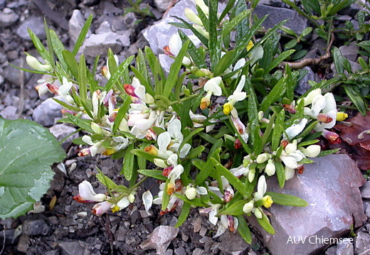 Buchsblättrige Kreuzblume