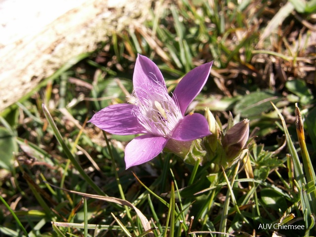 PfW-Berg-ml-Deutscher-Enzian-Gentianella-germanica-milo-3135.JPG