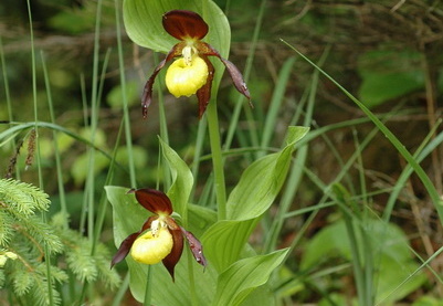 Frauenschuh