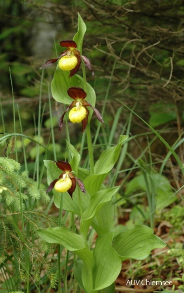 PfW-Berg-ml-Frauenschuh-Cypripedium-calceolus-milo-DSC_3533.jpg