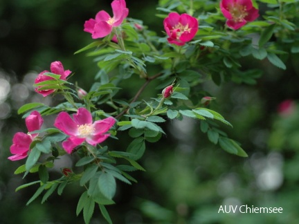 Gebirgs-Rose