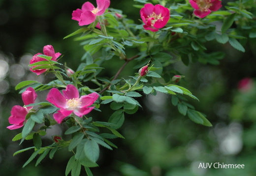 Gebirgs-Rose