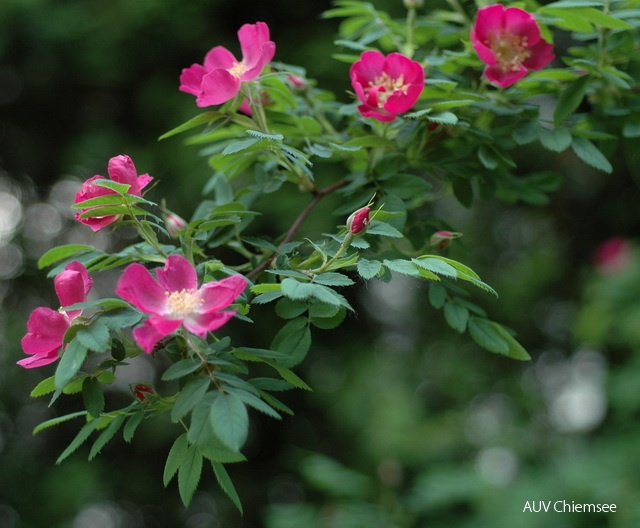 Gebirgs-Rose