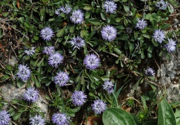 Herzblättrige Kugelblume