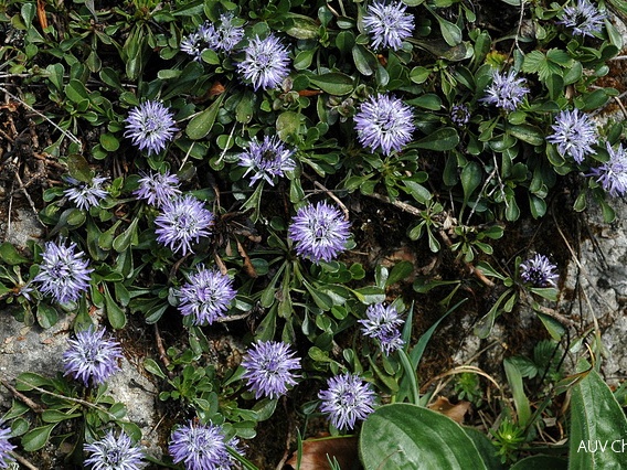 Herzblättrige Kugelblume