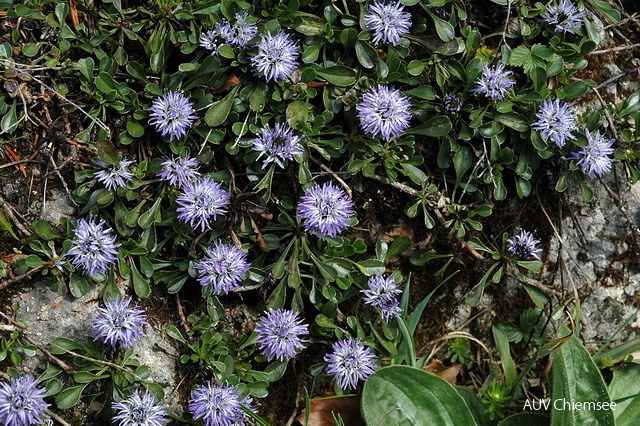 Herzblättrige Kugelblume