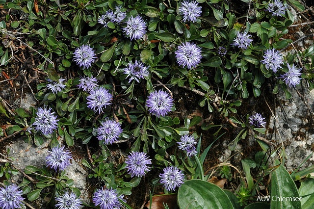 PfW-Berg-ml-Herzbl_ttr_Kugelblume-Globularia-cordifolia-milo-DSC_3371.JPG