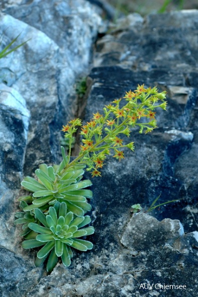 PfW-Berg-ml-Kies-Steinbrech-Saxifraga-mutata-milo-DSC_4785.JPG