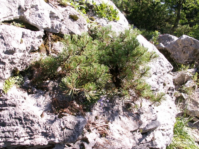 PfW-Berg-ml-Latschen-Pinus-mugo-milo-0054.JPG