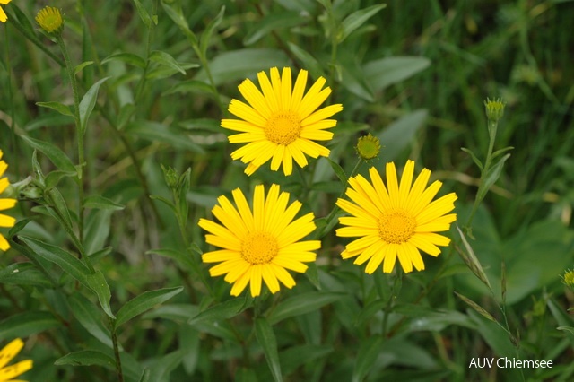 PfW-Berg-ml-Ochsenauge-Buphthalmum-salicifolium-milo-0122.JPG