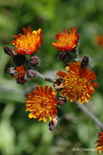 PfW-Berg-ml-Orangerotes-Habichtskraut-Hieracium-aur-milo_0122.JPG