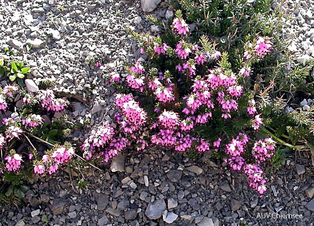 PfW-Berg-ml-Schneeheide-Erica-herbacea-milo-2korr.jpg