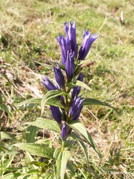 PfW-Berg-ml-Schwalbenwurz-Enzian-Gentiana-ascl-milo-2685.JPG