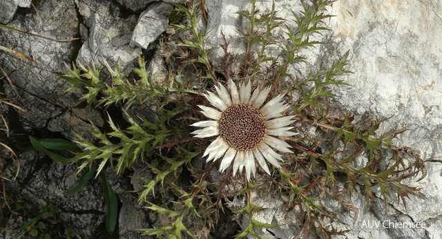 Silberdistel