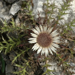 Silberdistel