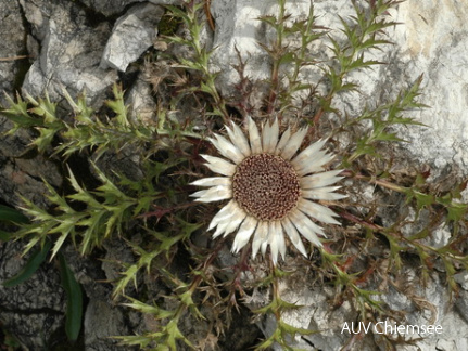 Silberdistel