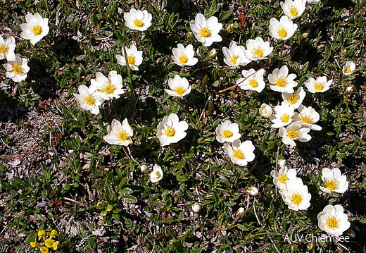 Silberwurz