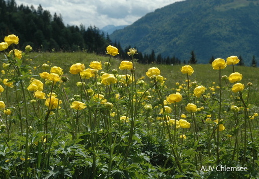 Trollblume