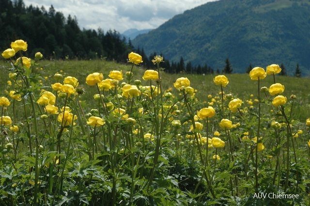 PfW-Berg-ml-Trollblume-Trollius-europ-milo-DSC_3317.JPG