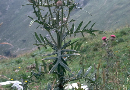 Wollköpfige Kratzdistel