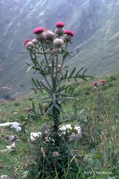 PfW-Berg-ml-Wollk_pfige-Kratzdistel-Cirsium-eriophorum-milo-IMG0003.jpg