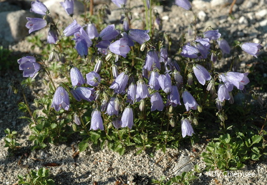 Zwerg-Glockenblume
