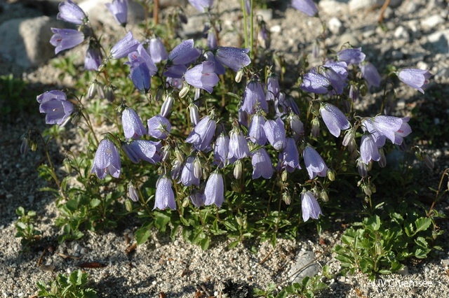 PfW-Berg-ml-Zwerg-Glockenblume-Campanula-cochl-milo_0583.JPG