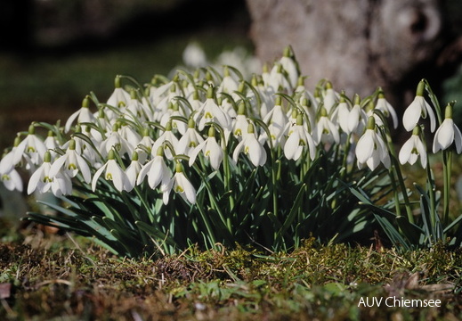 Naturspaziergang 3  —  März