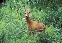 Naturspaziergang 12 — Dezember - display this album Naturspaziergang 12 — Dezember
