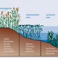 Einteilung Uferzonen