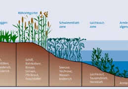 Einteilung Uferzonen