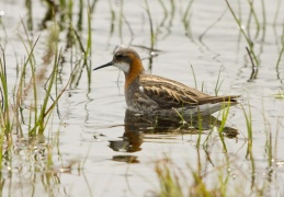 Seltene Vogelgäste