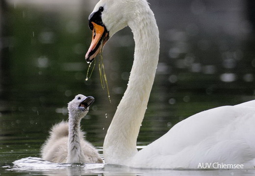 Höcker Schwan