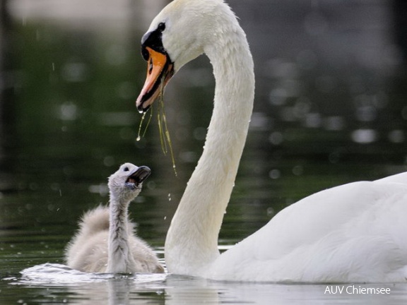 Höcker Schwan