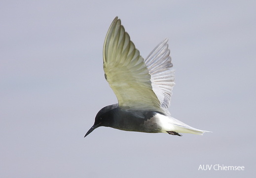 Häufige Gastvögel der Gewässer