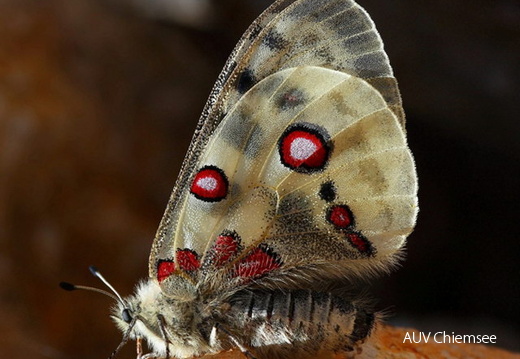 Schmetterling