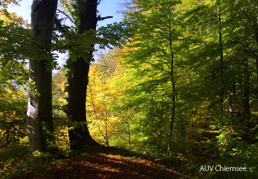 Alte Bäume