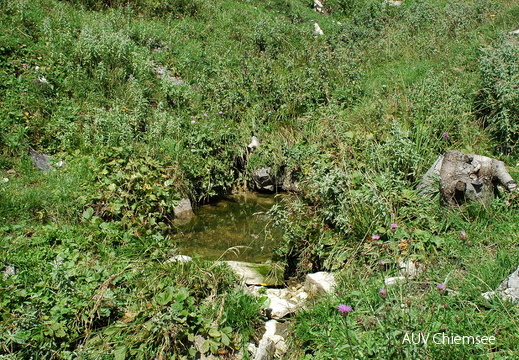 Prienquelle