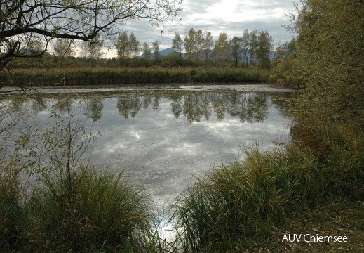 Prienmündung