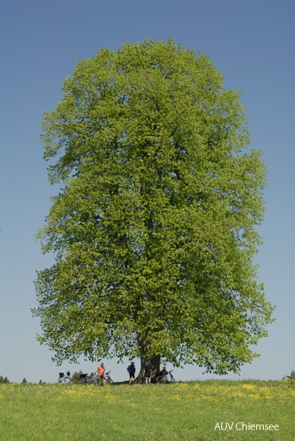 Chiemseerundweg bei Hagenau