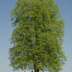 Chiemseerundweg bei Hagenau