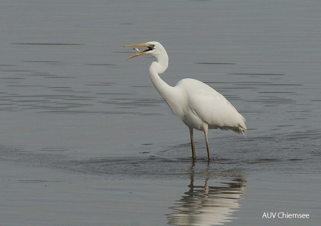 <i> Egretta alba </i> <br />
Seit 1984 sind diese weißen Reiher in
zunehmender Zahl Gast am Chiemsee.
Wahrscheinlich kommen sie vom Neusiedler
See an der österreichisch-ungarischen
Grenze. Der größere Teil (bis zu 50 Ind.)
verbringt nur den Winter bei uns, vorjährige
Jungvögel bleiben auch den Sommer über.
Es wäre schön, wenn sie eines Tages auch
bei uns brüten würden. Als eifrige Wühlmausjäger
machen sie sich sehr nützlich. <br />
Foto: Hans Zimmermann <br />
(Hirschauer Bucht, 05.02.2008) 04a-Silberreiher050208HB_HZ5274.jpg