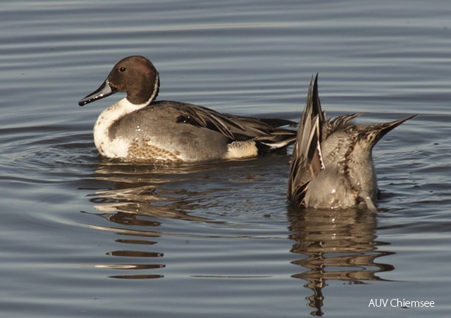 <i>Anas acuta</i><br />
Ein mehr nördlicher Brutvogel, der in
Mitteleuropa nur inselartig brütet. Am
Chiemsee regelmäßiger, aber nicht sehr
zahlreicher Wintergast (maximal 155 Ind.)
von September/Oktober bis März/April.
Maximum im Oktober/November.<br />
Foto: Hans Zimmermann<br />
(Hirschauer Bucht, 28.12008) 06a-Spiessenten_JZ4820.jpg