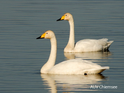 Singschwan