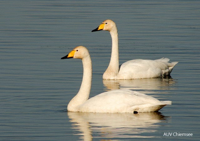 Singschwan