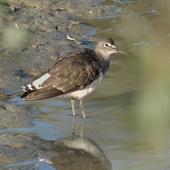 Waldwasserläufer